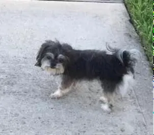 Lost dog in Humble, TX, 77338