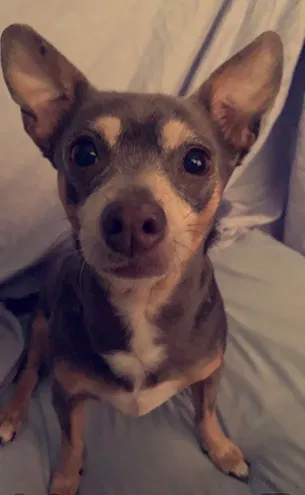 Lost dog in New Caney, TX, 77357