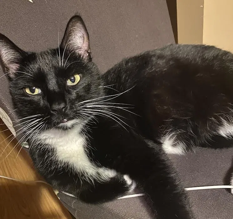 Lost cat in Unionville, CT, 6085
