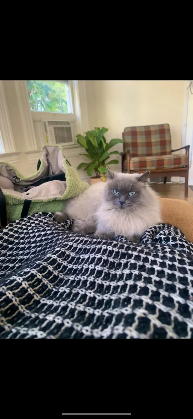 Lost cat in Los Angeles, CA, 90042