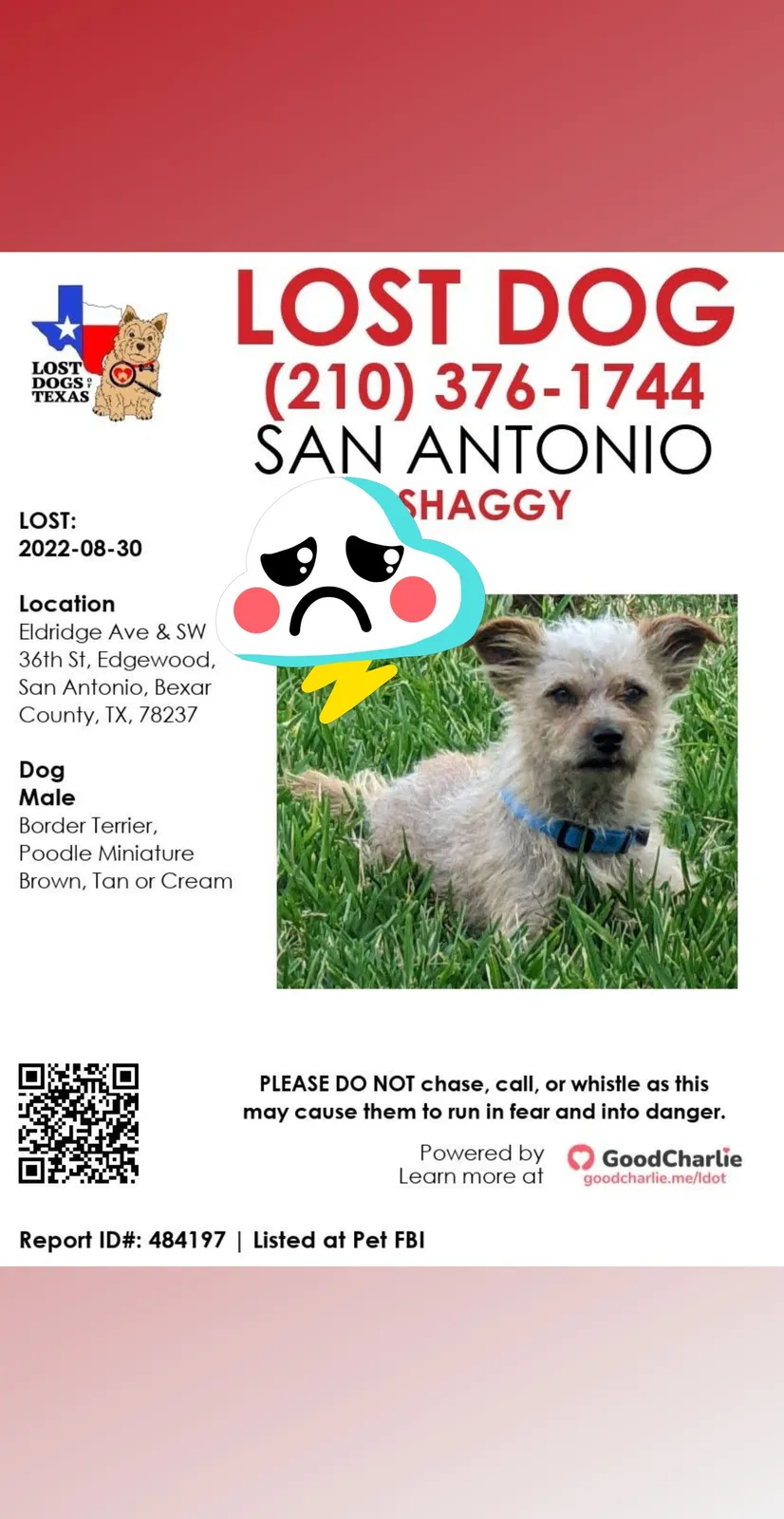 Lost dog in San Antonio, TX, 78237