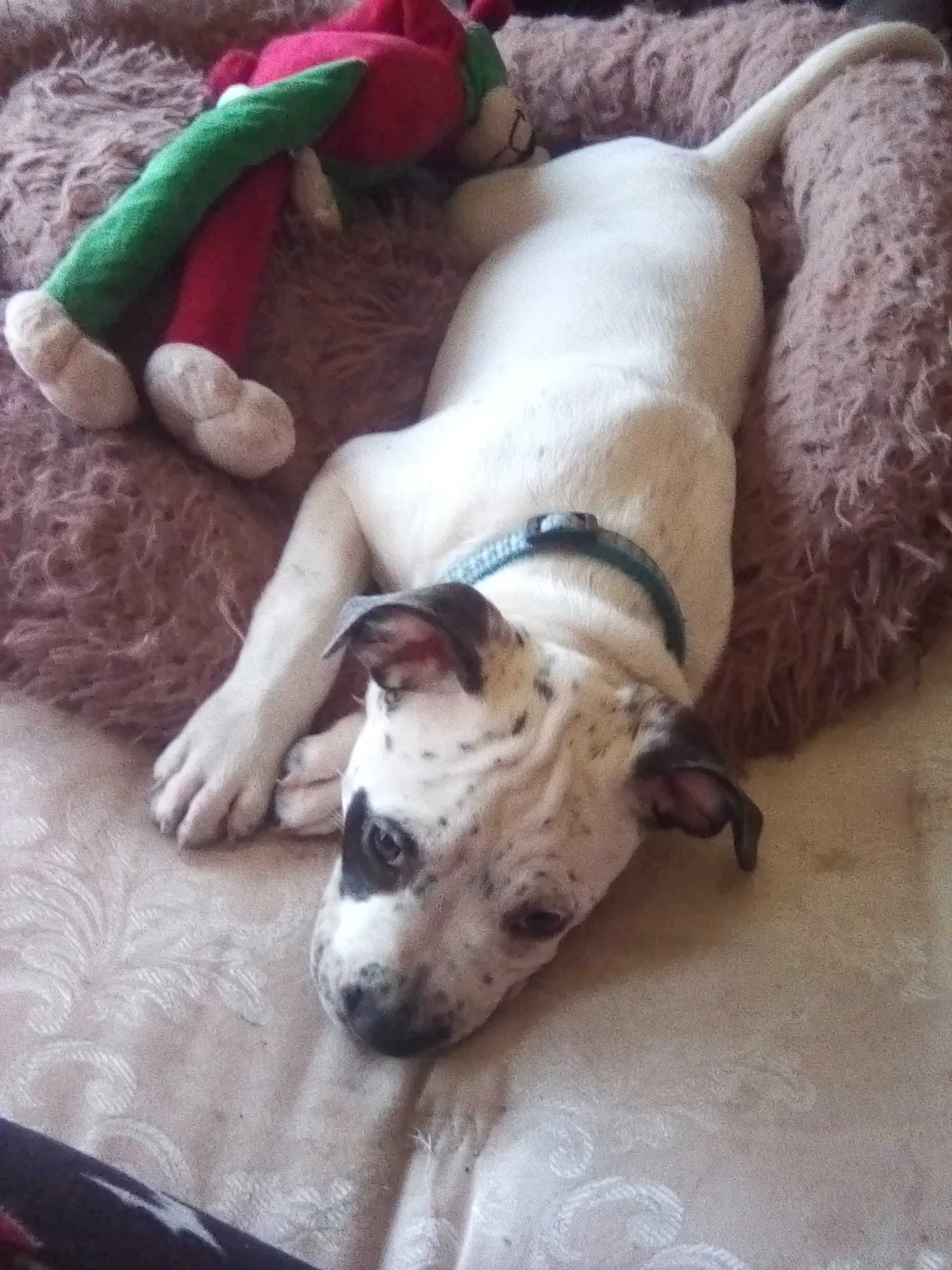 Lost dog in Punta Gorda, FL, 33980