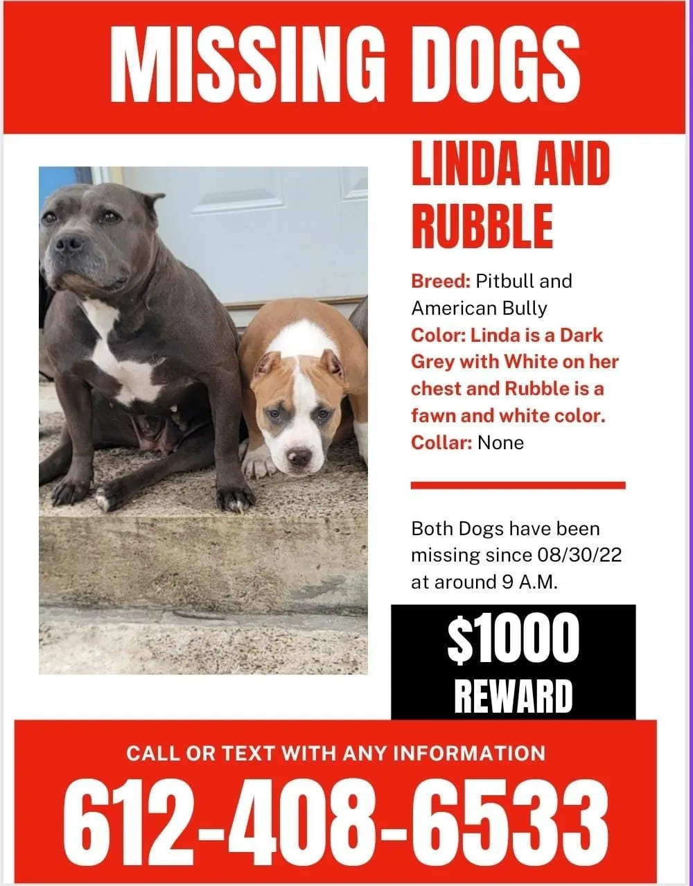 Lost dog in Minneapolis, MN, 55409