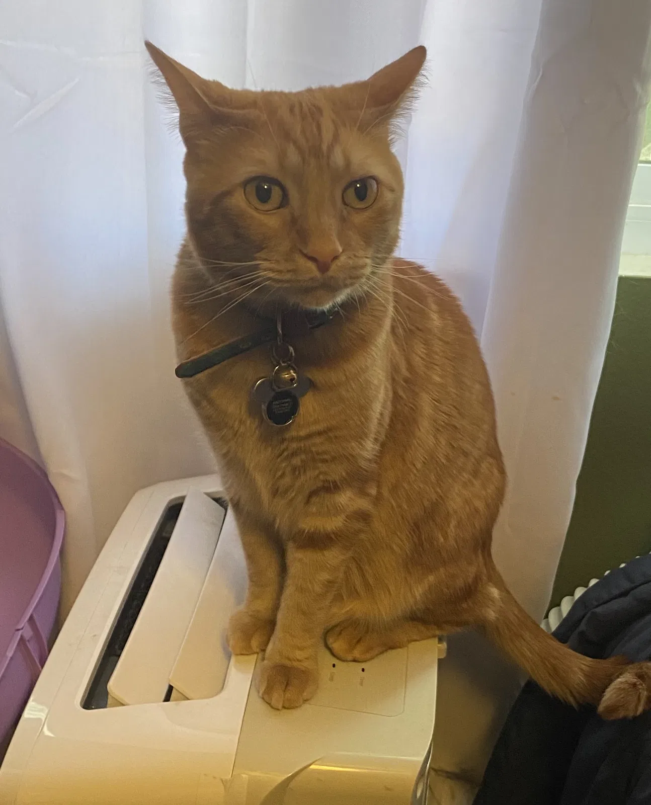 Lost cat in Canyon Country, CA, 91387