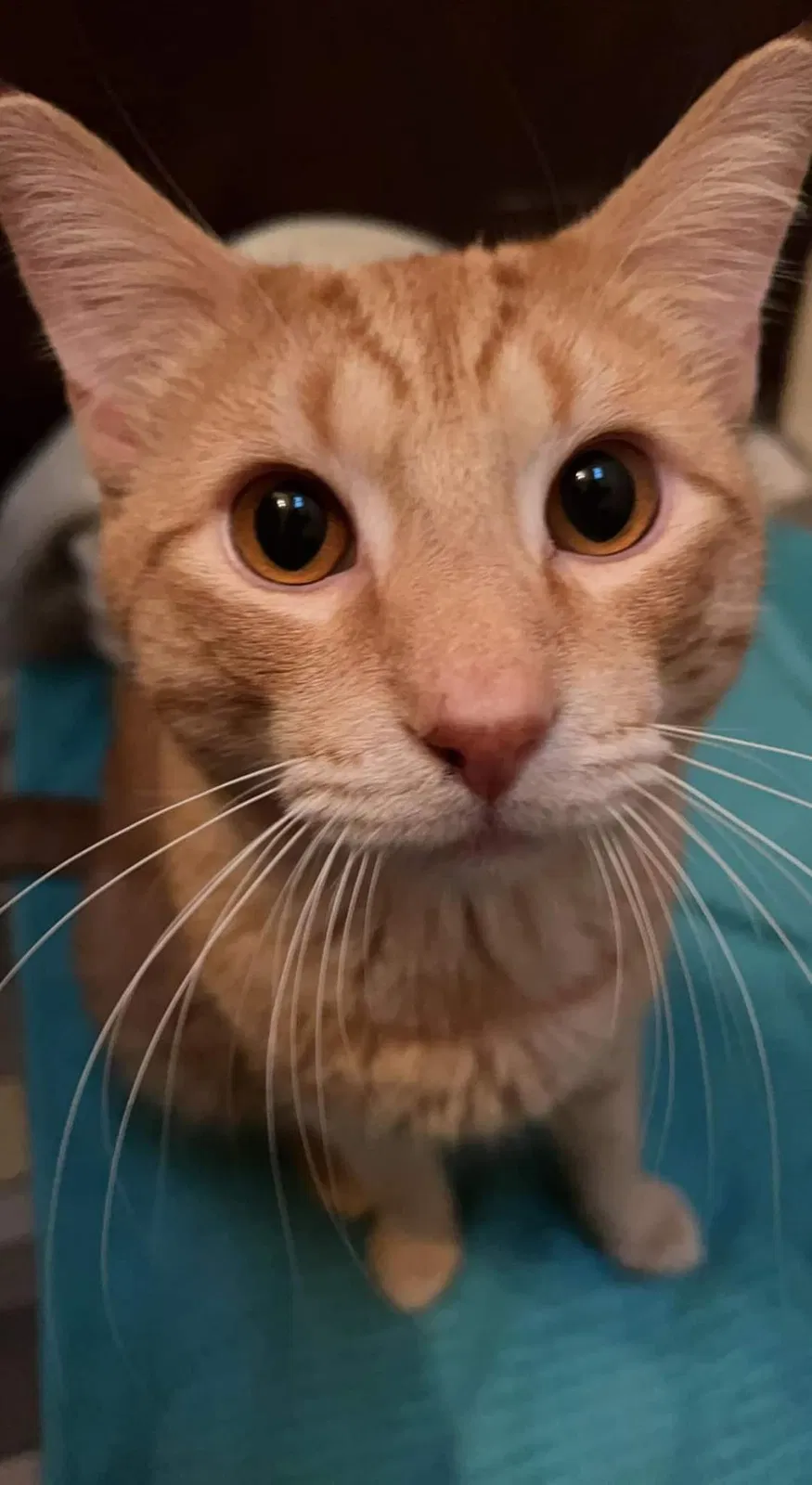 Lost cat in Chester, PA, 19013
