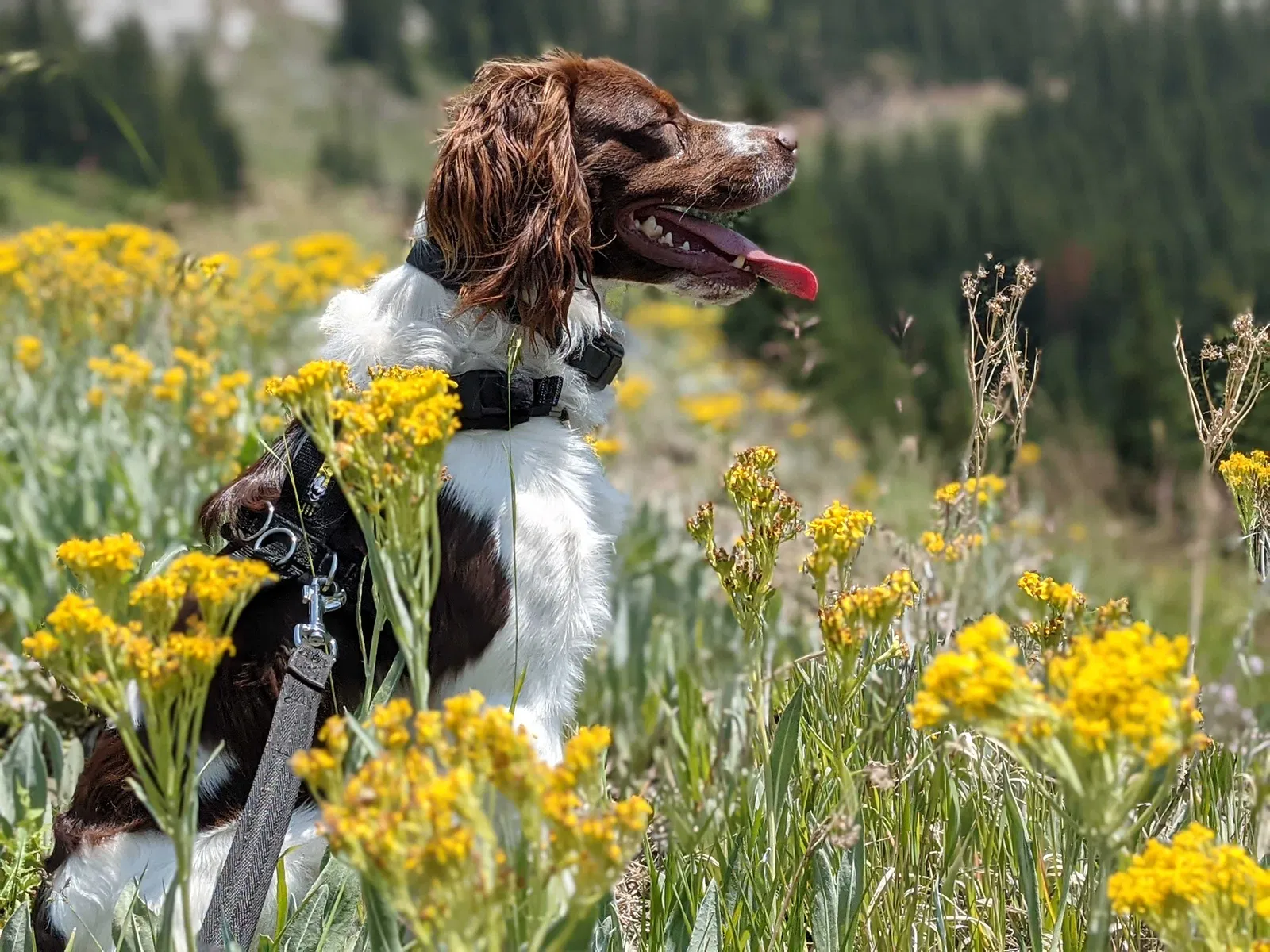 Lost dog in Aspen, CO, 81611