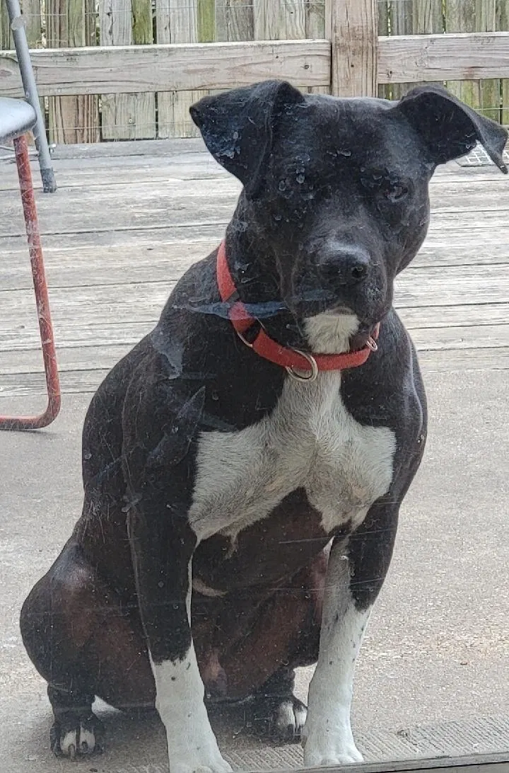 Lost dog in Round Rock, TX, 78681