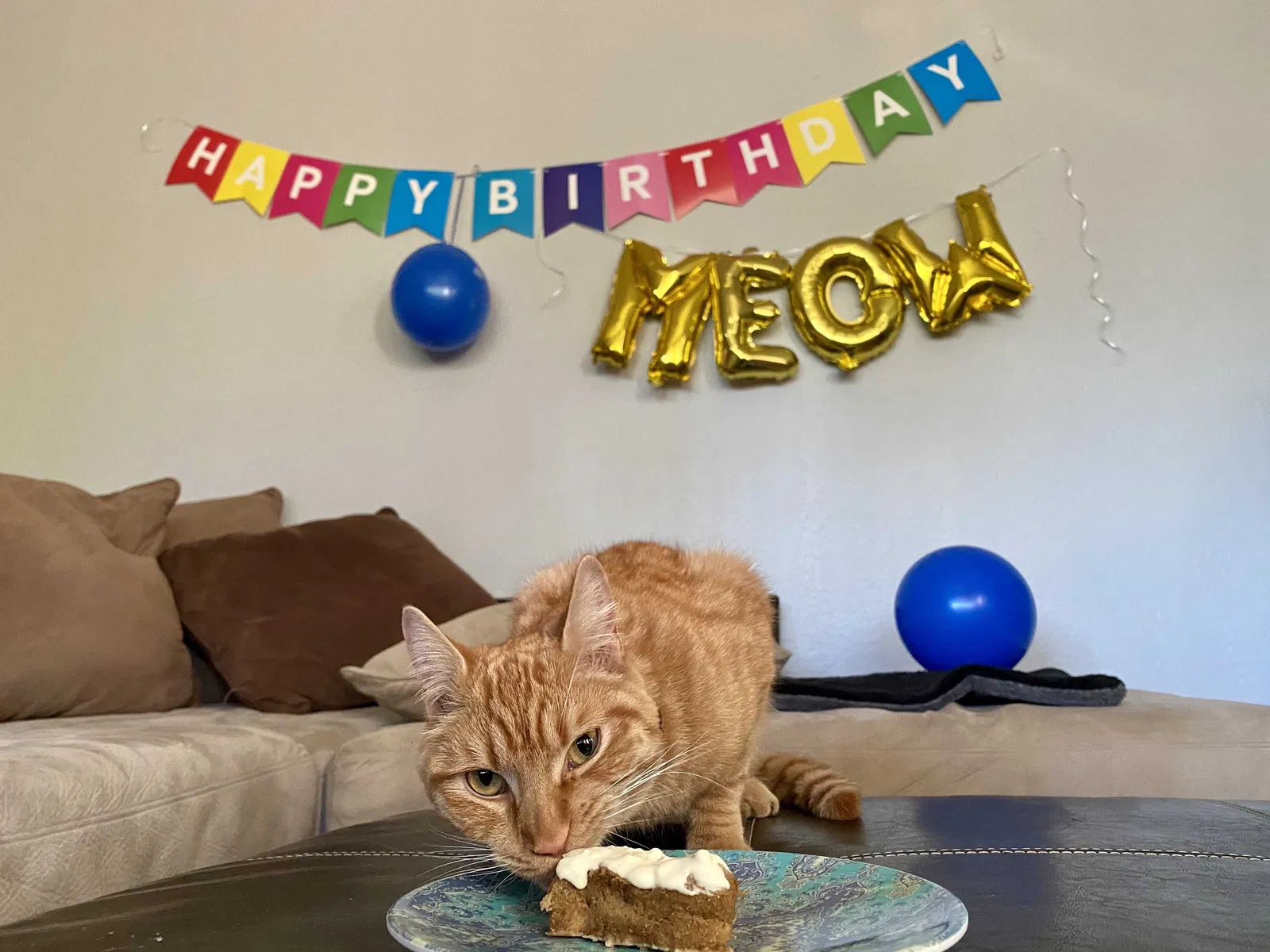 Lost cat in Chandler, AZ, 85286