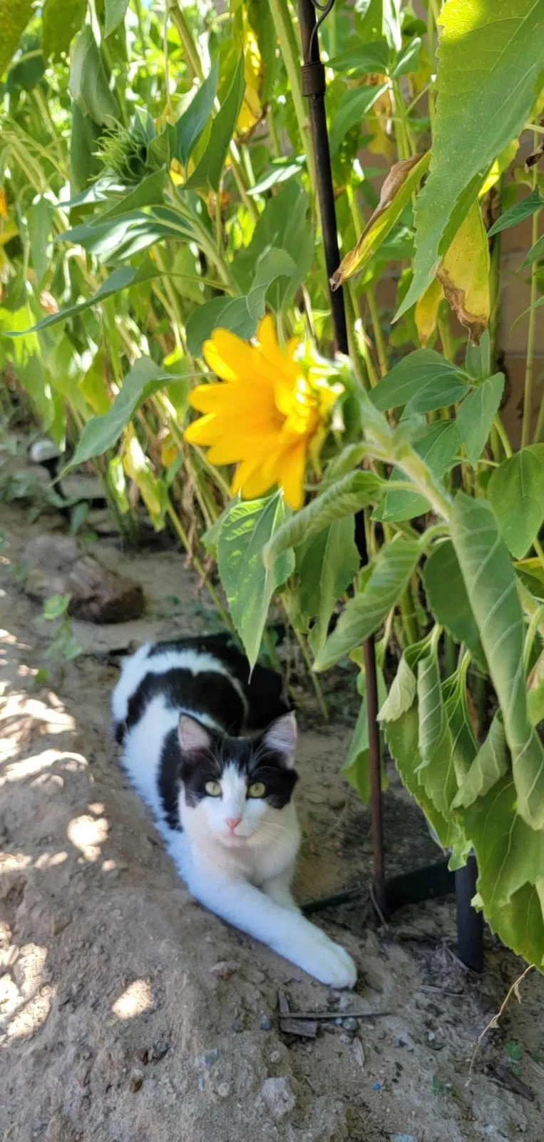 Lost cat in Albuquerque, NM, 87121