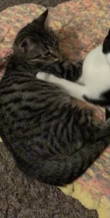 Lost cat in Sunnyvale, CA, 94087