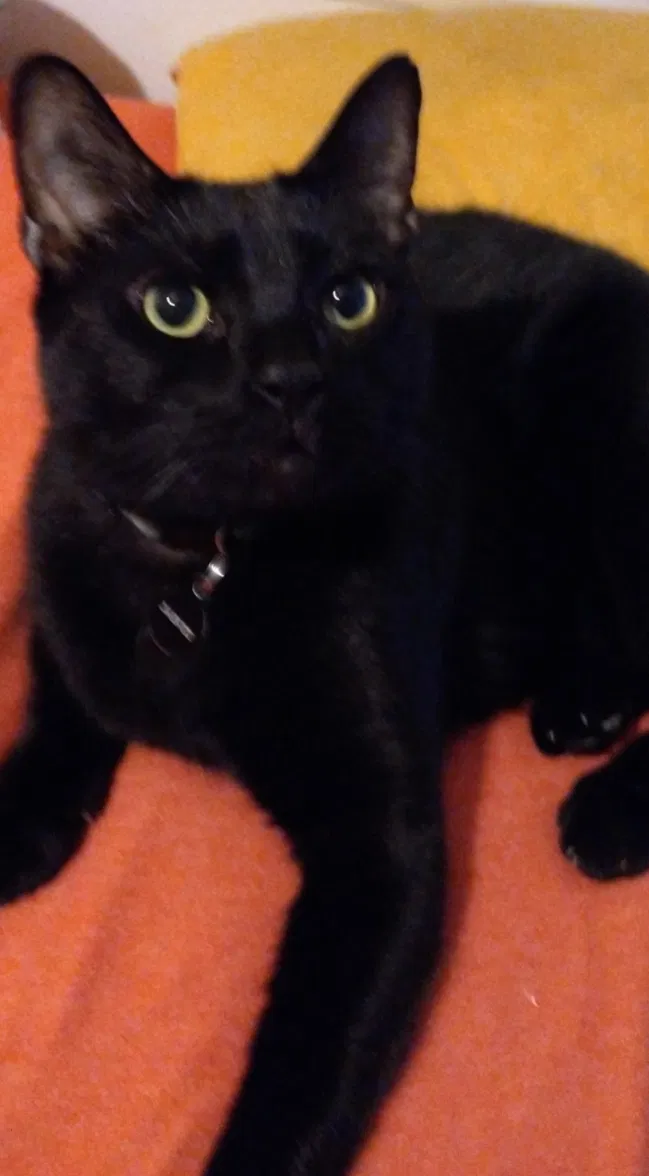 Lost cat in Fort Worth, TX, 76112