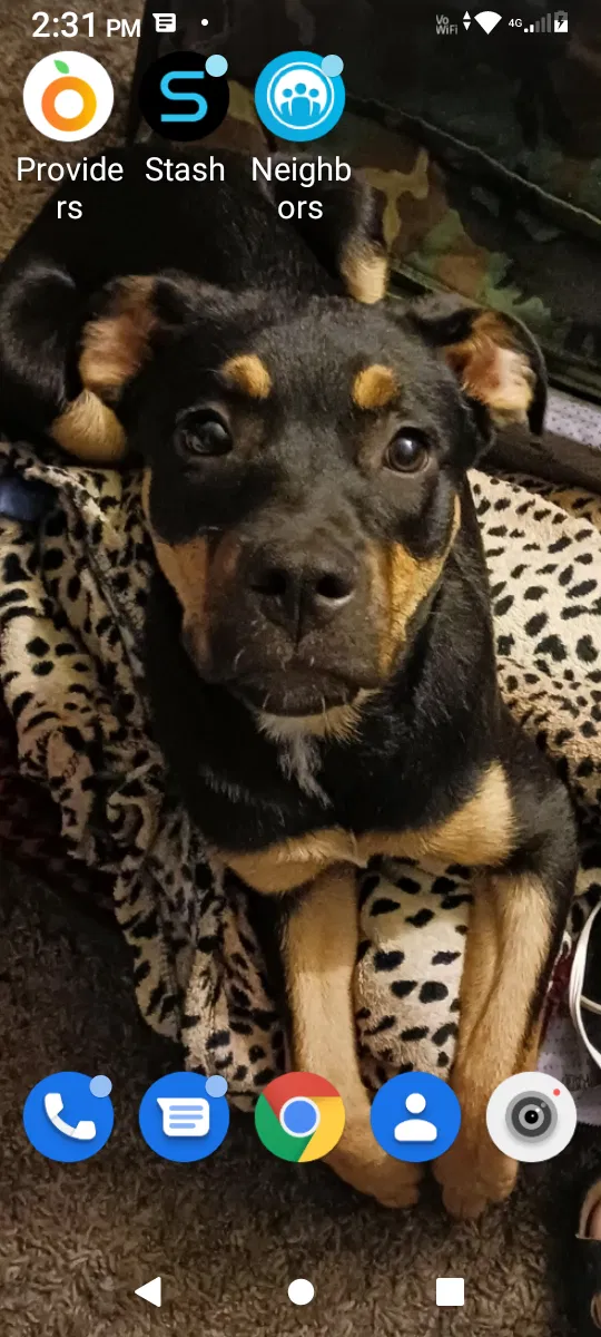 Lost dog in Lancaster, CA, 93536