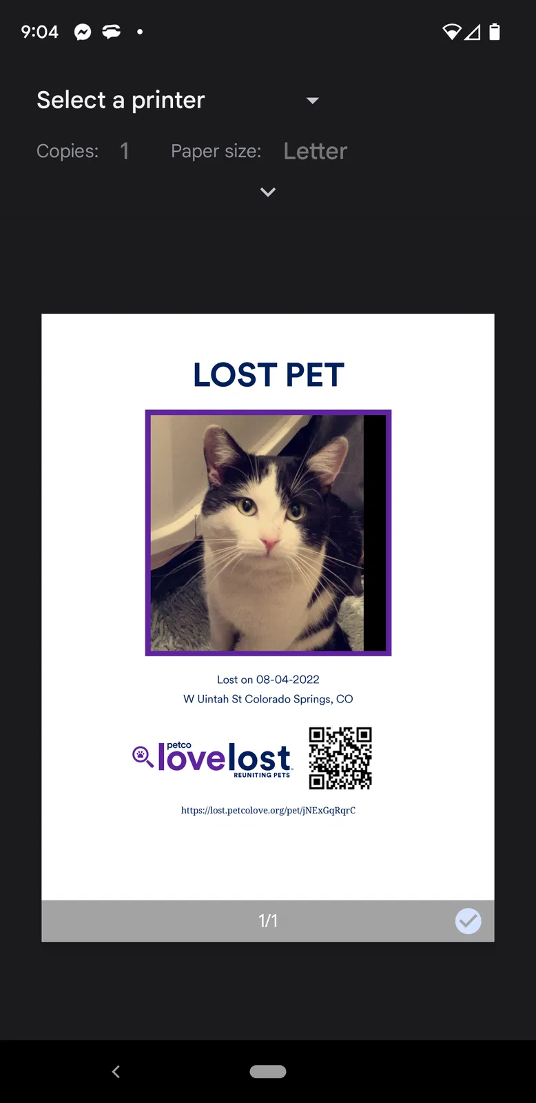 Lost cat in Colorado Springs, CO, 80904