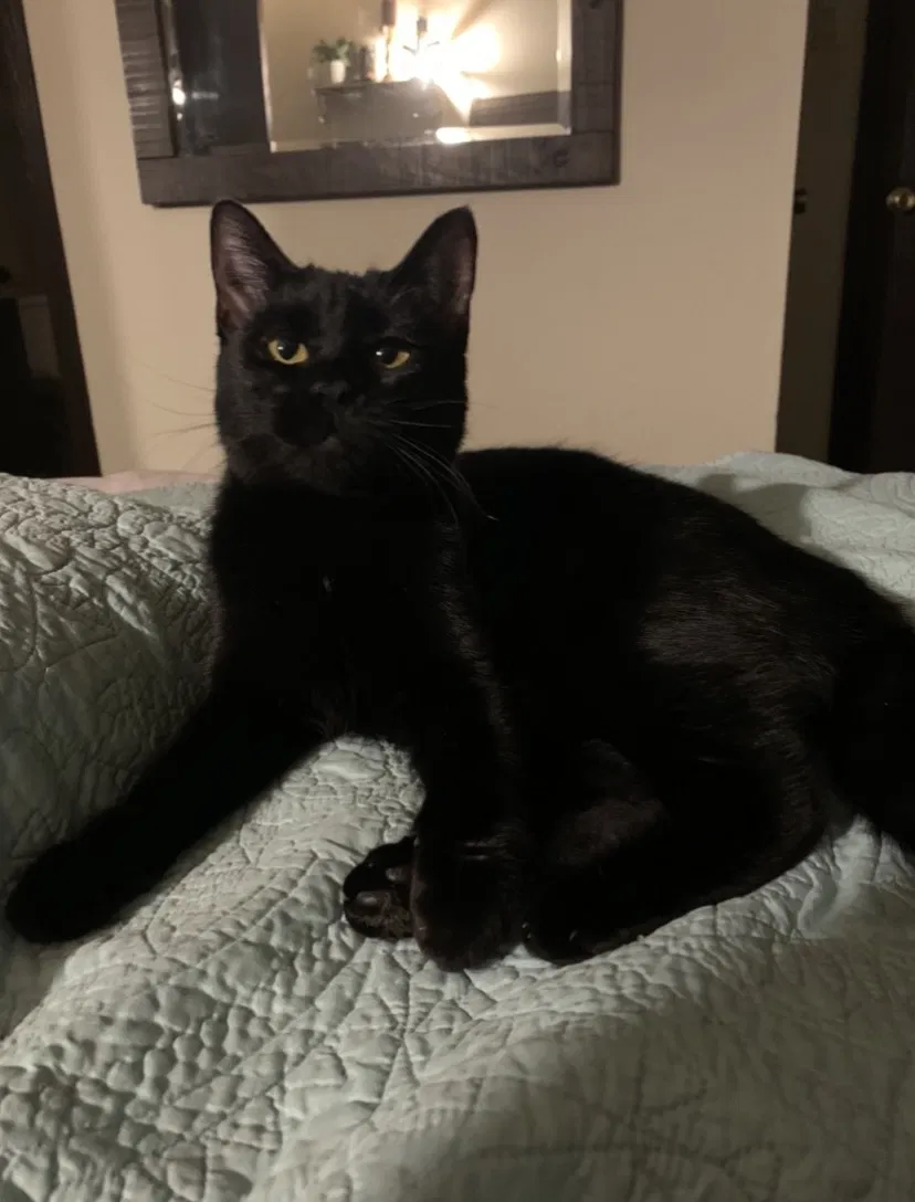 Lost cat in Albuquerque, NM, 87111
