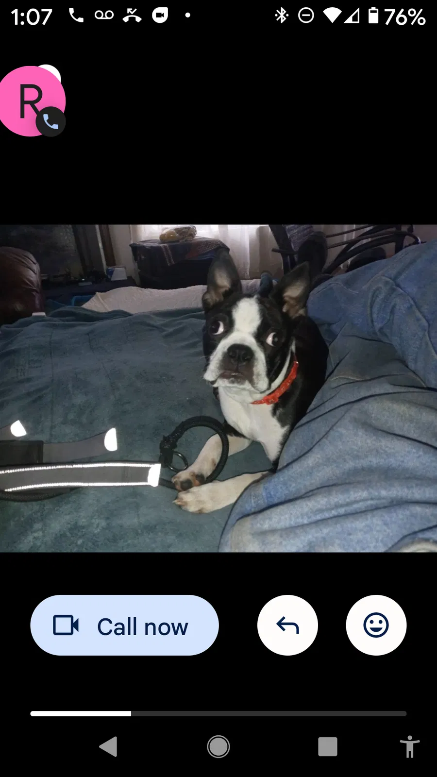 Lost dog in Gaston, SC, 29053