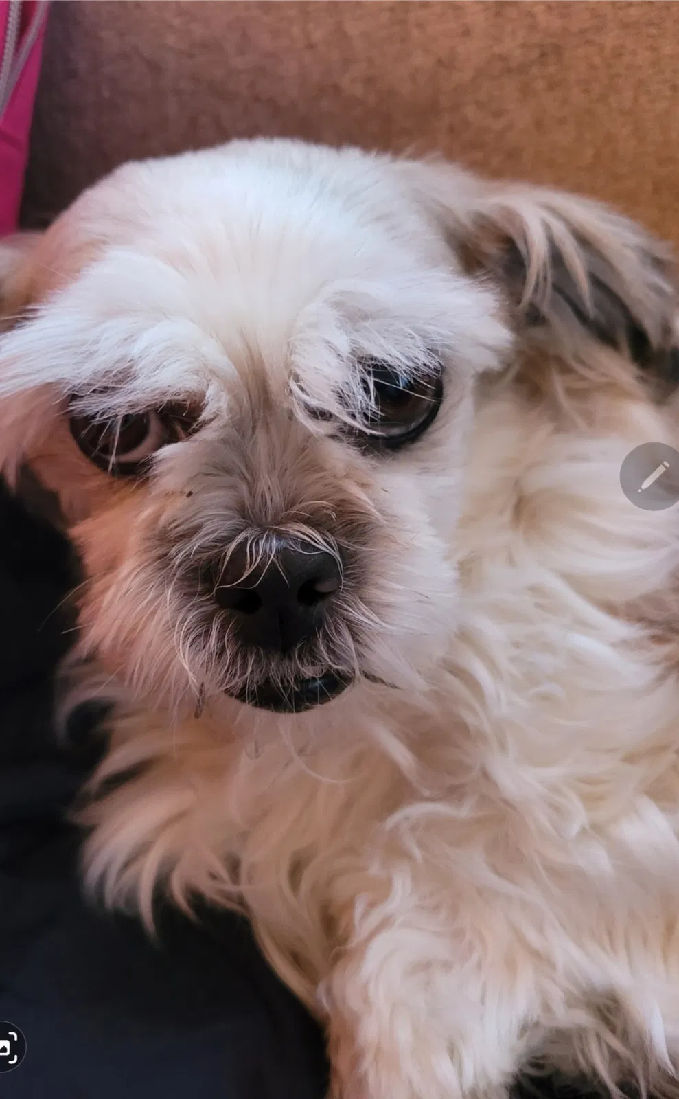 Lost dog in Auburn, WA, 98002