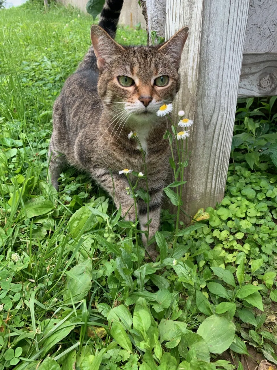 Lost cat in Louisville, KY, 40272