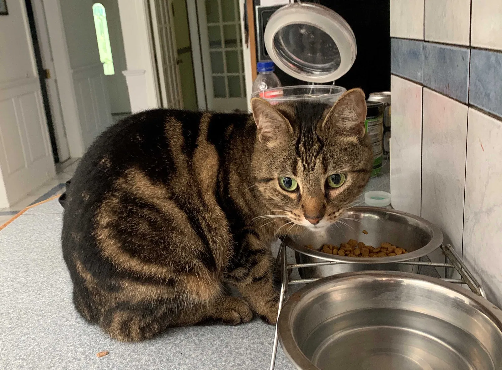 Lost cat in Shelton, CT, 6484