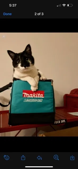Lost cat in Fredericksburg, VA, 22405