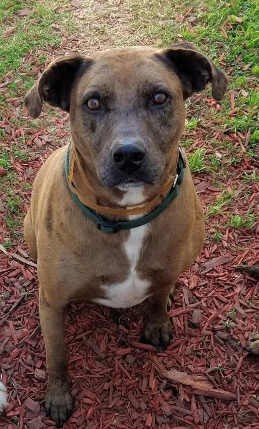 Lost dog in Troup, TX, 75789
