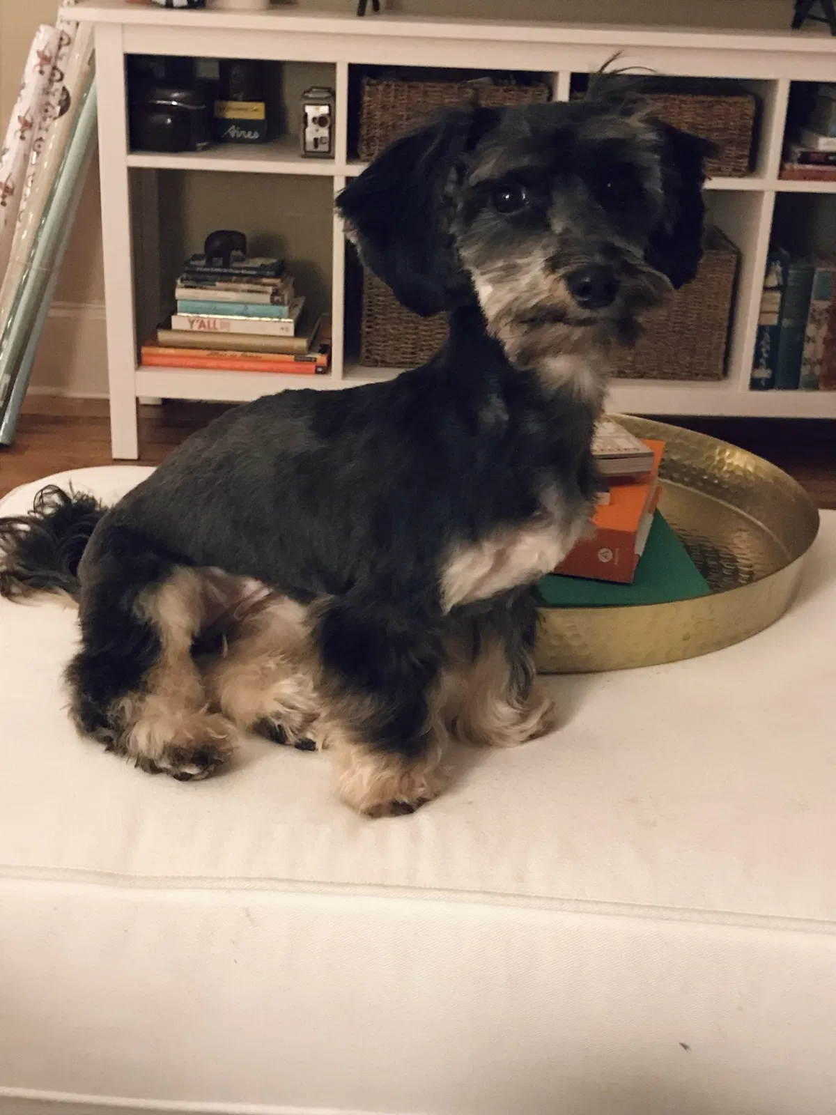 Lost dog in Baton Rouge, LA, 70802