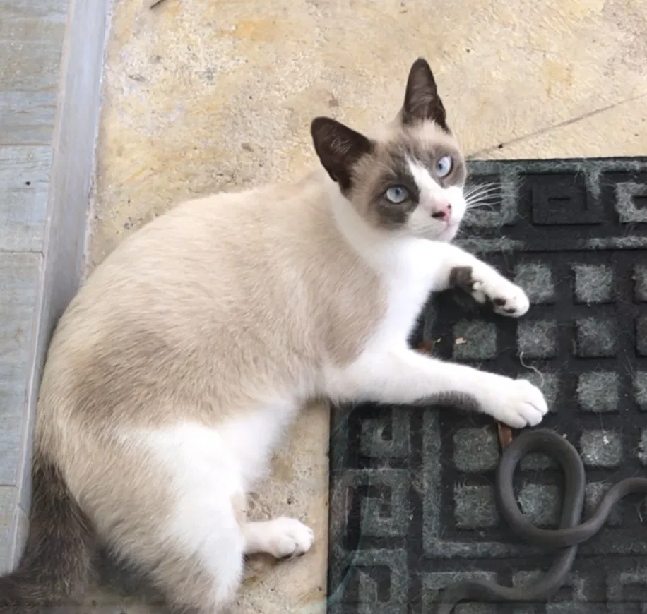 Lost cat in Hialeah, FL, 33014