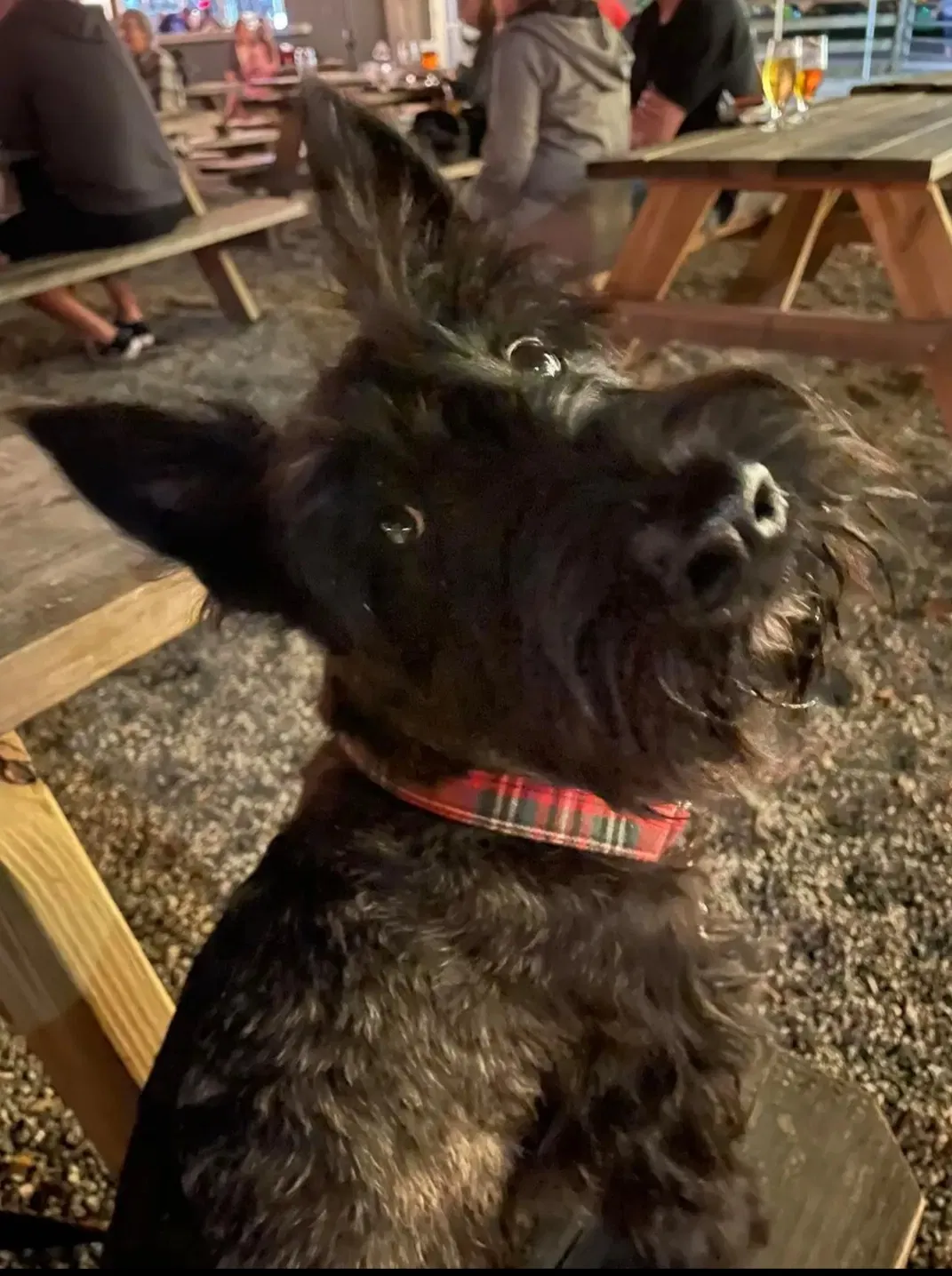 Lost dog in Clearwater, FL, 33764