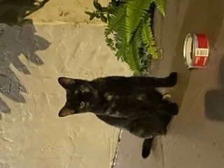 Found cat in Tampa, FL, 33614