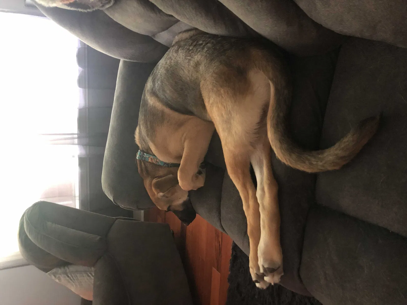 Lost dog in Radcliff, KY, 40160