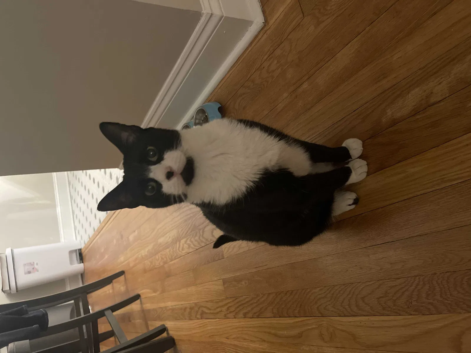 Lost cat in Morristown, NJ, 7960