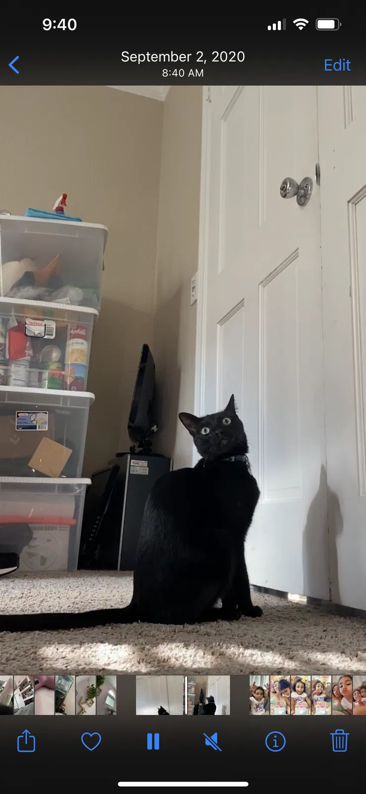 Lost cat in Vista, CA, 92083