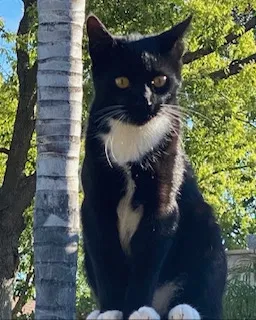 Lost cat in Beaumont, CA, 92223