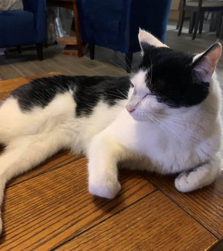 Lost cat in Venus, TX, 76084
