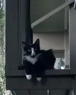 Lost cat in Eugene, OR, 97405