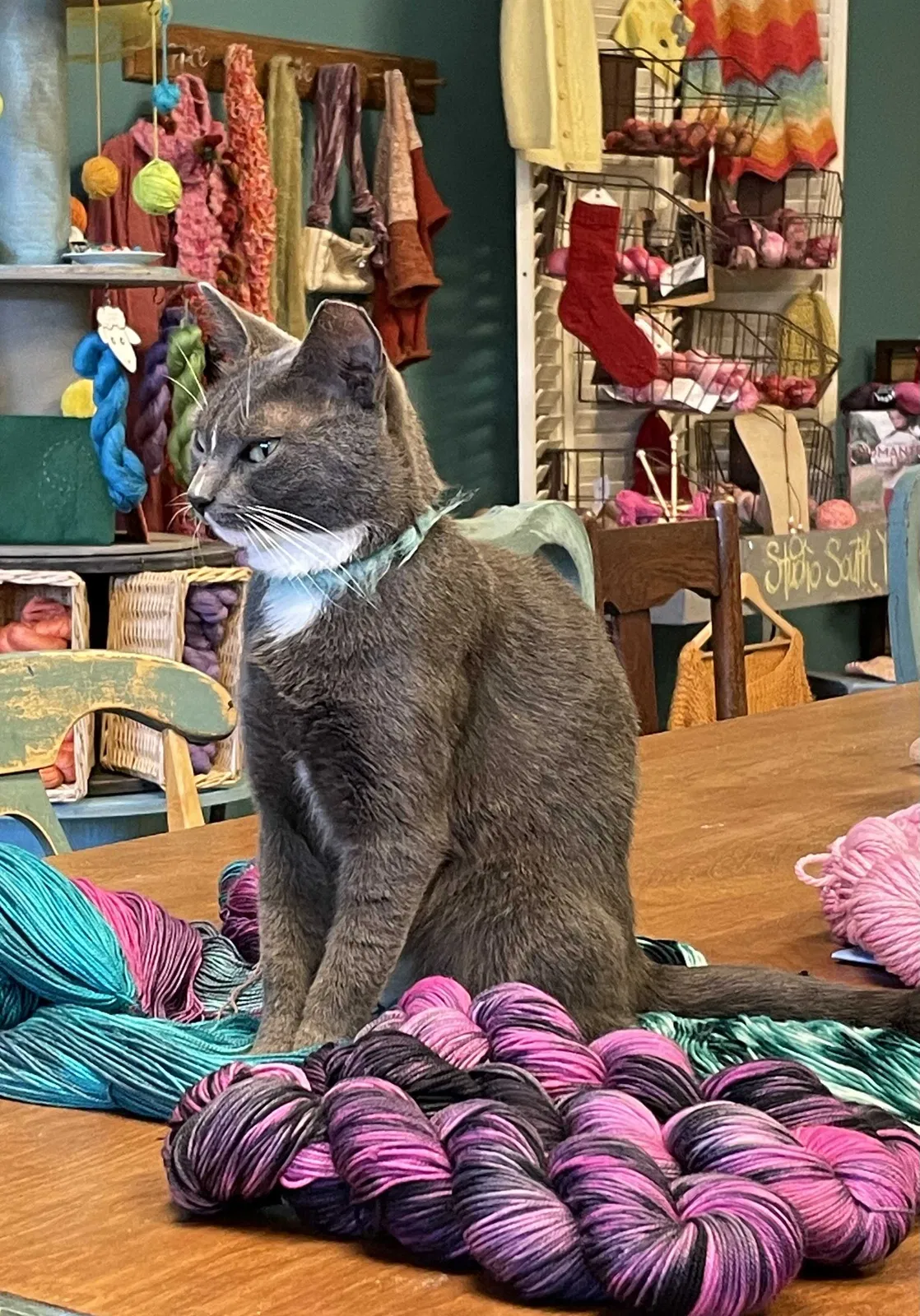 Lost cat in Pensacola, FL, 32514