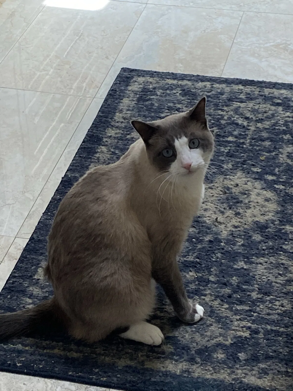Lost cat in Waxhaw, NC, 28173