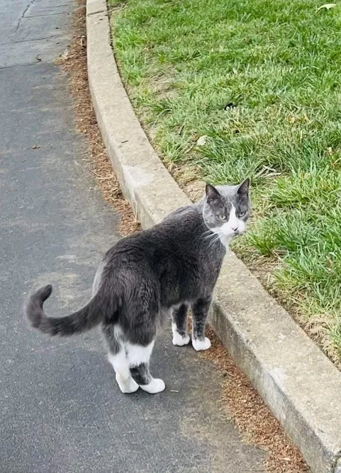 Lost cat in Cary, NC, 27519