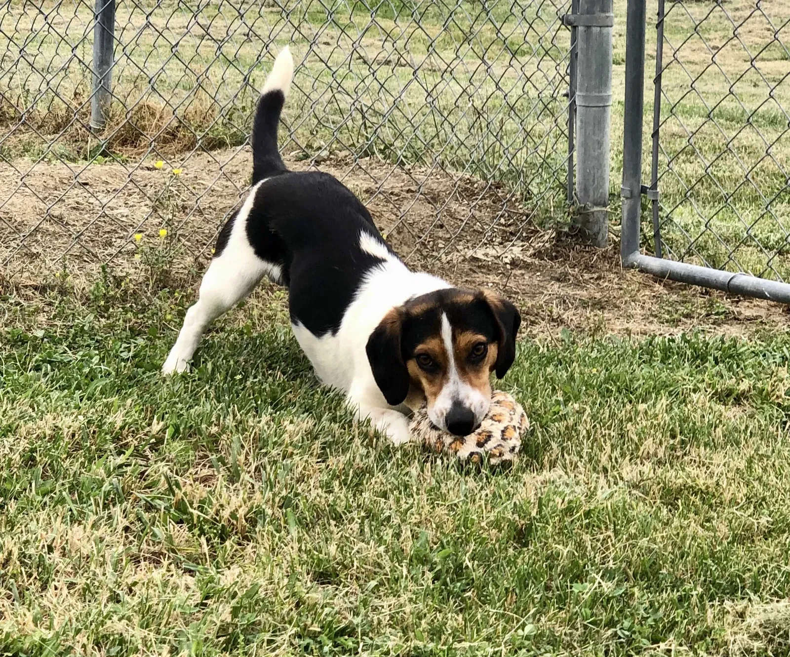 Lost dog in Rutledge, TN, 37861