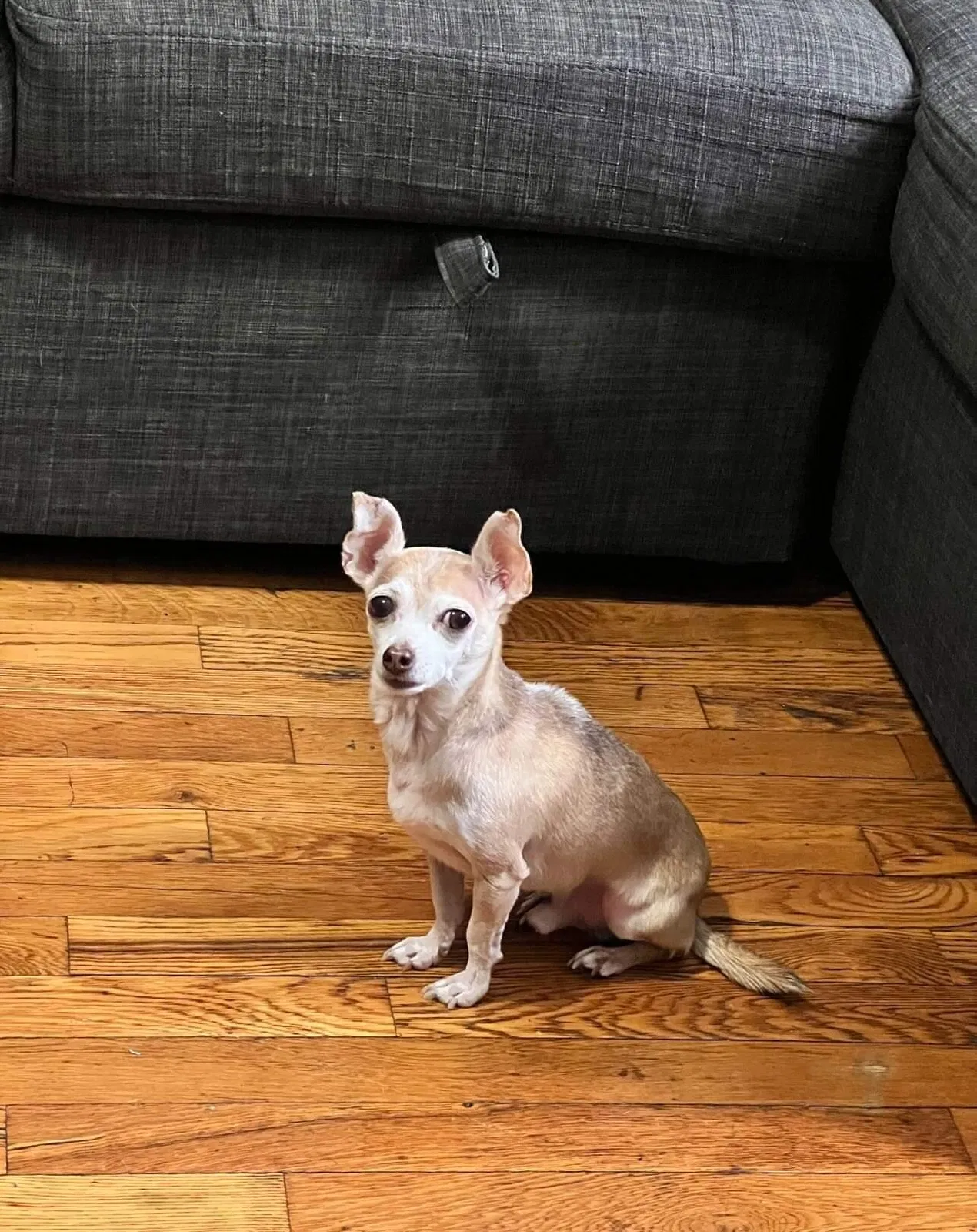 Lost dog in Sunnyside, NY, 11104
