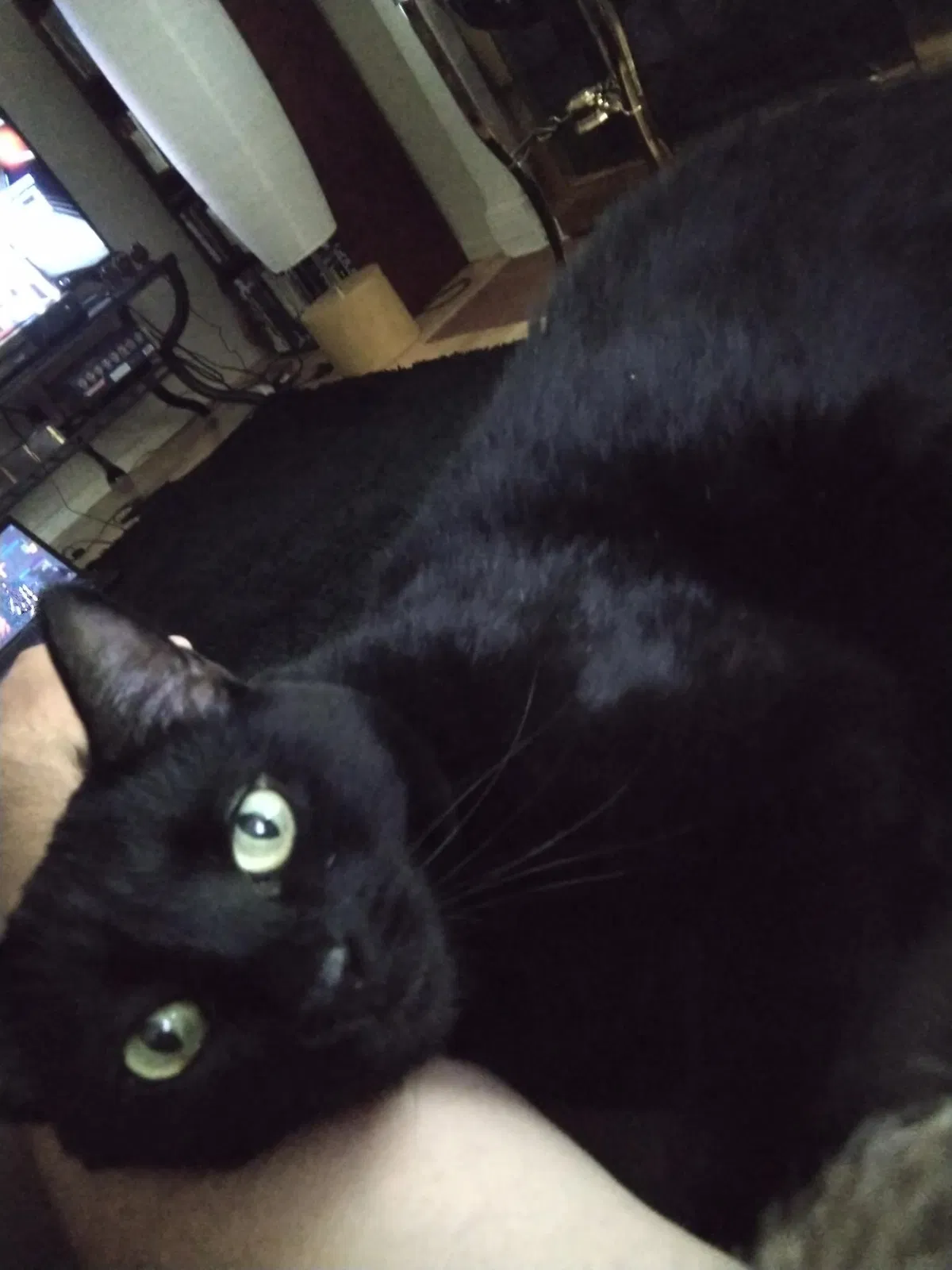 Lost cat in Aurora, CO, 80012