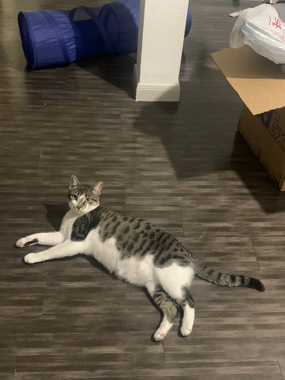 Lost cat in Houston, TX, 77054