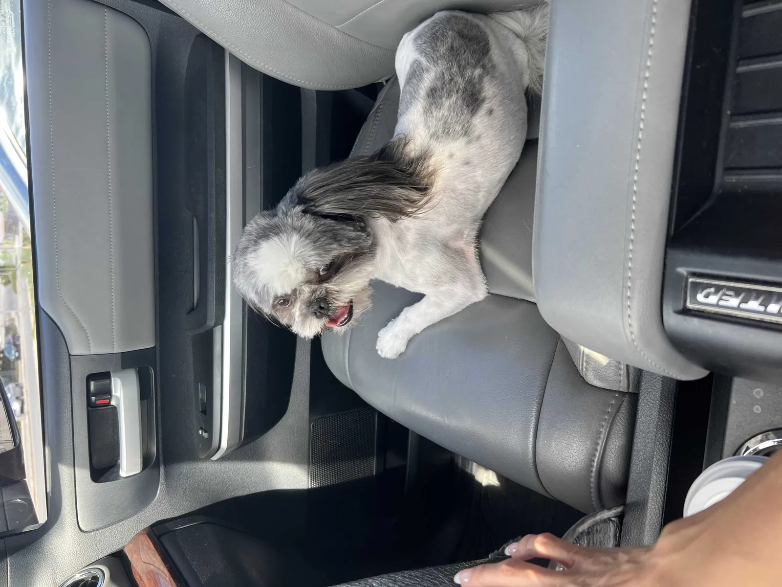 Lost dog in San Antonio, TX, 78254