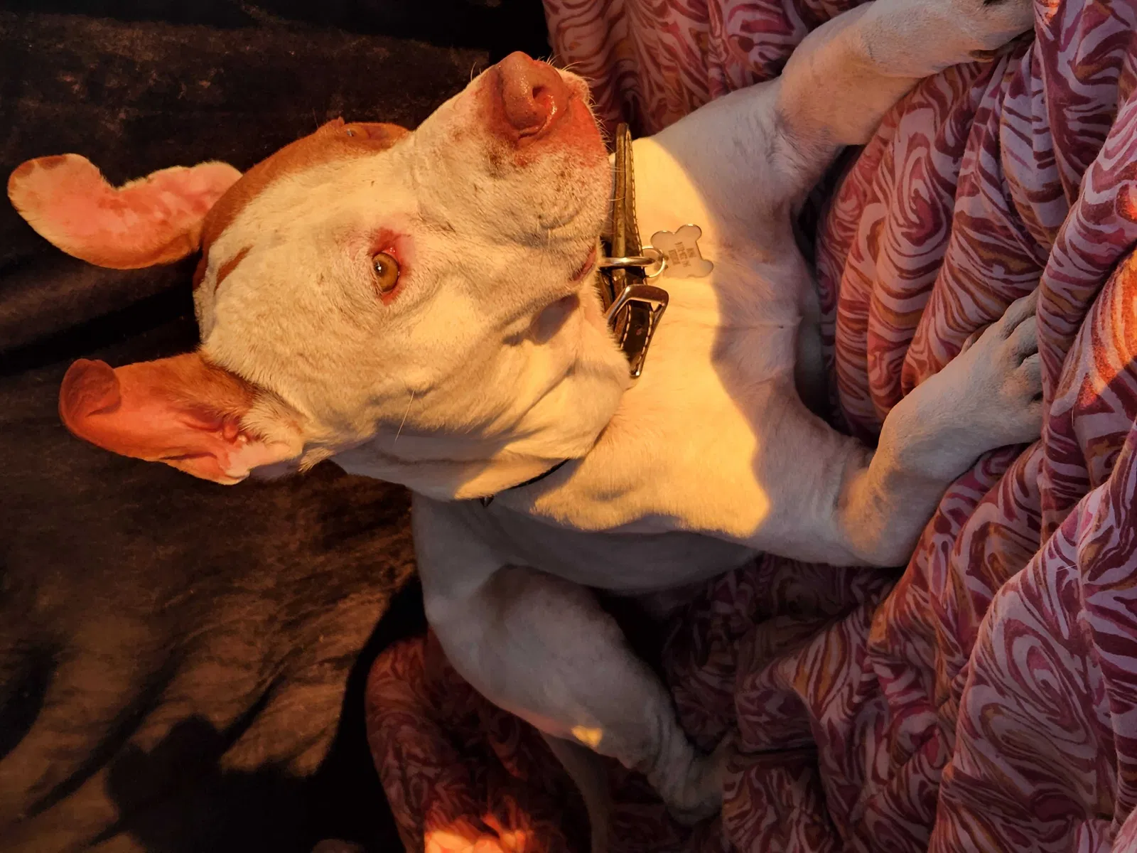 Lost dog in Jefferson, OR, 97352