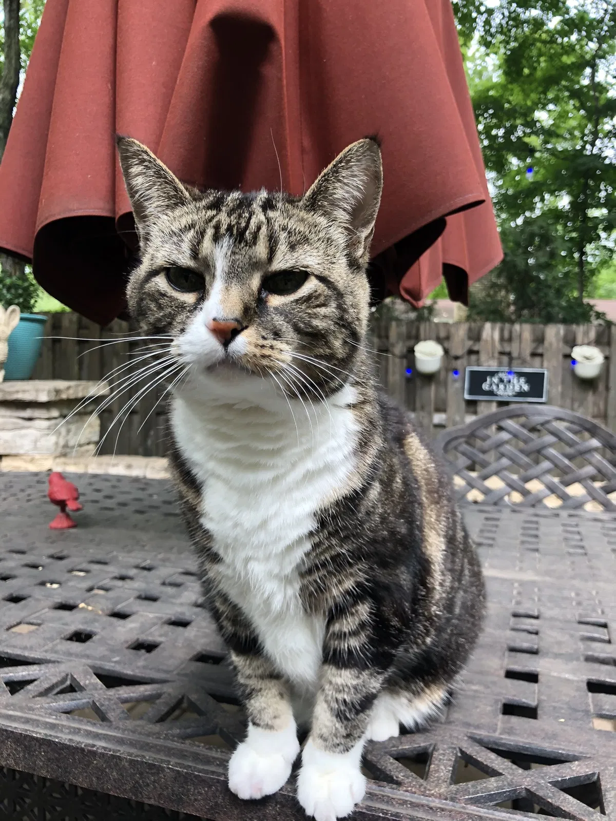 Lost cat in Minnetonka, MN, 55345
