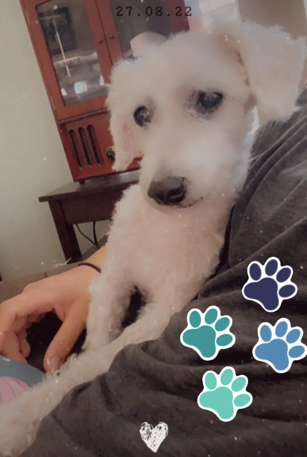 Lost dog in Palmdale, CA, 93550