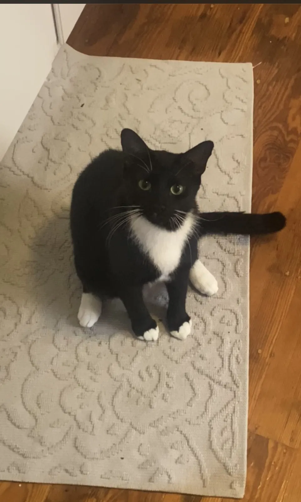 Lost cat in New Orleans, LA, 70118
