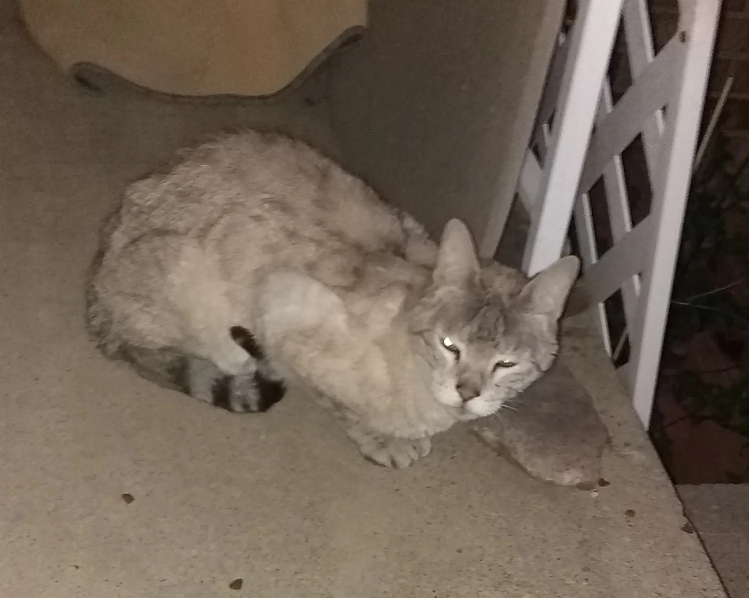 Found cat in Colorado Springs, CO, 80917