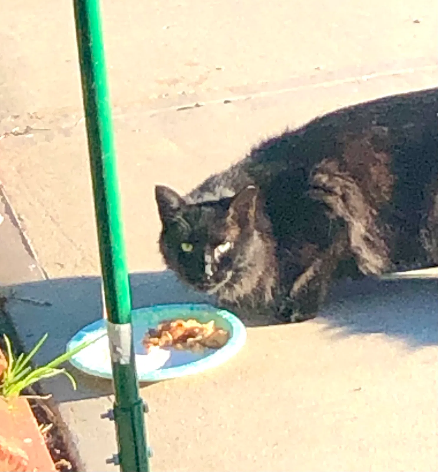 Found cat in Hampden, MA, 1036