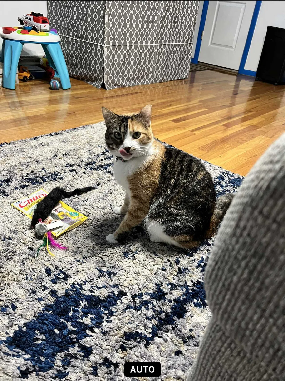 Lost cat in Pueblo, CO, 81005