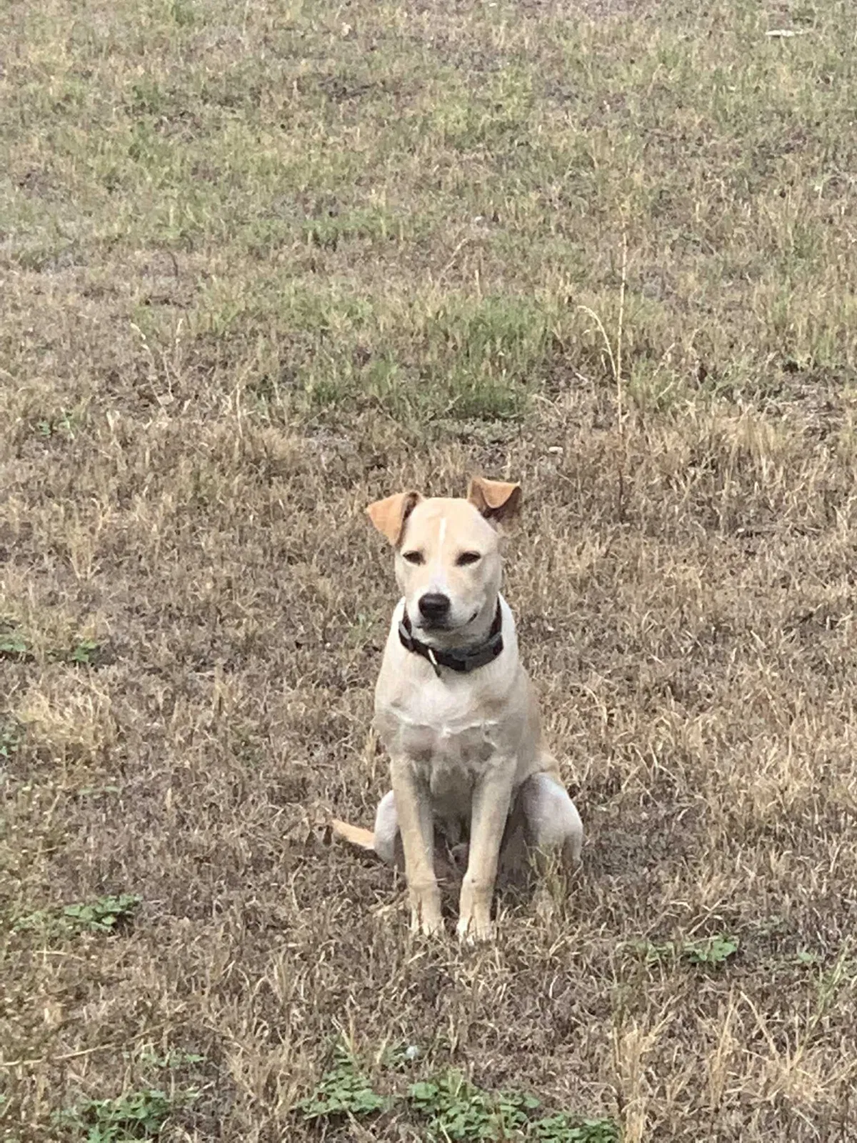 Found dog in Abilene, TX, 79602